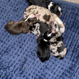 Girl 5 - Black tri female Miniature American Shepherd puppy in Spanaway, Washington from Meadow Run Mini American Shepherds