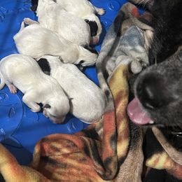 Girl 1 - Blue female Australian Cattle Dog puppy in Norton, Ohio from Australian Cattle Dog Company