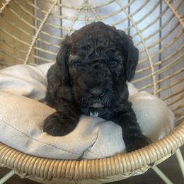 Gray collar - Sable male Goldendoodle puppy in Clarksville, Iowa from Iowa Heartland Doodles