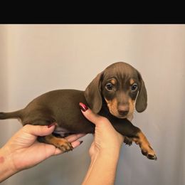 Boy 2 - Chocolate male Dachshund puppy in Jurupa Valley, California from Divine Doxies