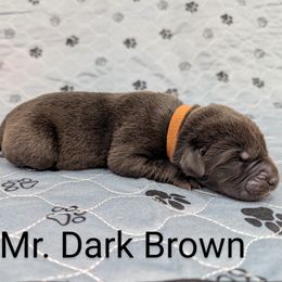 Mr. Dark Brown - Black male Labrador Retriever puppy in Lebanon, Pennsylvania from Robertson's Retrievers and Doodles