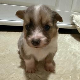 Blade - Blue merle and white male American Corgi puppy in Decatur, Texas from Bar S Corgis