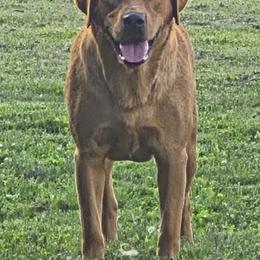 Lexi - Labrador Retriever