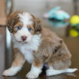 Rocky - Chocolate merle male Bernedoodle puppy in Dundee, Ohio from Down Home Doodle