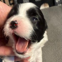 Boy 4 - Black and white male Havanese puppy in Elkins, Arkansas from Havana Knights Havanese