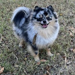 Ellie May - Pomeranian