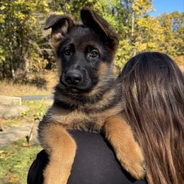 Mr Orange - Black and red male German Shepherd puppy in Lawton, Michigan from Free Indeed Shepherds