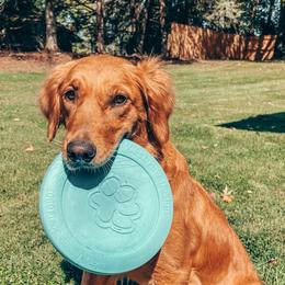 Golden Retrievers and Poodles from The Dogstead