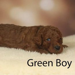 Boy 2 - Red  male Poodle puppy in Mc Henry, Illinois from Sunset Maple Poodles