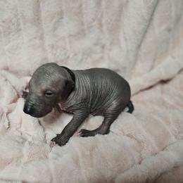 Dr. Finkelstein - Black male Xoloitzcuintli puppy in Eugene, Oregon from Naked nobles kennel