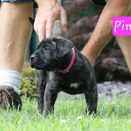 Pink Collar - Tiger female Perro de Presa Canario puppy in Pocahontas, Illinois from Cabeza Grande Kennel