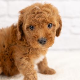 Poppy - Red female Cavapoo puppy in Salt Lake City, Utah from Marlene's Doodles