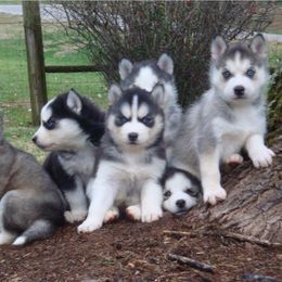 Pomsky and Siberian Husky Puppies from Hudson’s Huskies & Pomskies