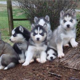 Pomsky and Siberian Husky Puppies from Hudson’s Huskies & Pomskies