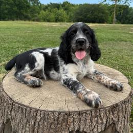 Black Tri roan - Black white and tan female English Springer Spaniel puppy in Defuniak Springs, Florida from Anastasia Knight's Cocker Spaniels