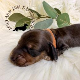 Black and Tan - Black and tan male Dachshund puppy in Nampa, Idaho from Long_and_Low_Dachshunds