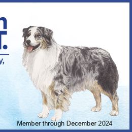 Australian Shepherd Puppies from JS Aussies