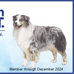 Australian Shepherd Puppies from JS Aussies