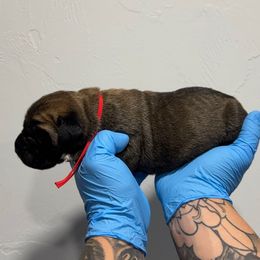 Male 3 - Fawn male Cane Corso puppy in Cashion, Oklahoma from APEXOK Cane Corsos LLC