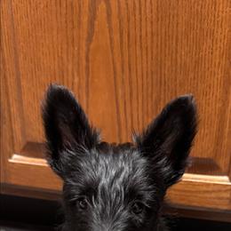 Bella blk female - Black female Scottish Terrier puppy in Smiths Grove, Kentucky from Moore's We Little Farm AKC Scotties