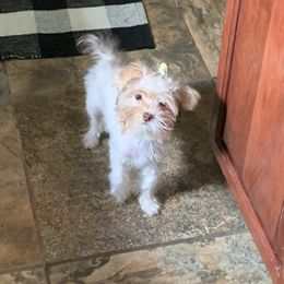 Zoey - Yorkshire Terrier