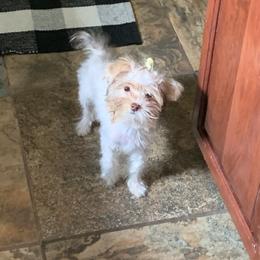 Zoey - Yorkshire Terrier