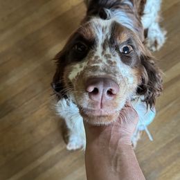 Huk - English Springer Spaniel