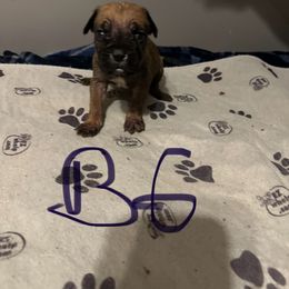 Boy 6 - Gray and fawn male Cane Corso puppy in Niota, Tennessee from DTM Cane Corso