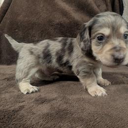 Elton - Dapple male Dachshund puppy in Choctaw, Oklahoma from TS Performance Horses & Dachshunds