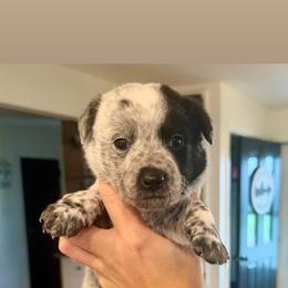 5- Randy - Black & white female Miniature Australian Shepherd puppy in Chilton, Wisconsin from Pointless Acres
