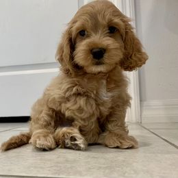 Cavapoo and Cockapoo Puppies from Benji’s Cockapoos