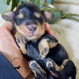 Black and Cream female - Black and cream female Dachshund puppy in Nampa, Idaho from Long_and_Low_Dachshunds