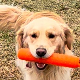 Golden Retriever Puppies from Crimson Sky Goldens