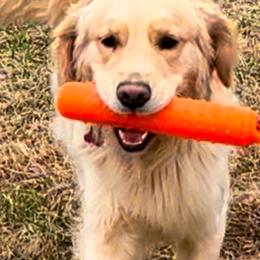 Golden Retriever Puppies from Crimson Sky Goldens