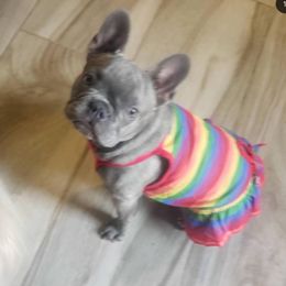 Baby - French Bulldog