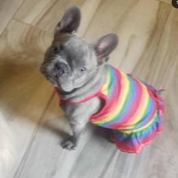 Baby - French Bulldog