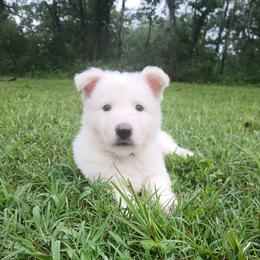 Dark Blue Collar - White male German Shepherd puppy in Bexar County, Texas from Scenic Creek German Shepherds and White Swiss Shepherds