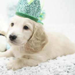 Prince Charming - Cream male Dachshund puppy in Big Rapids, Michigan from 30 Acre Woods Dachshunds