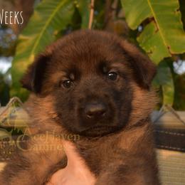 Red Collar - Sable male German Shepherd puppy in Orlando, Florida from AceHaven Canines