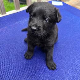 Aeris - Purple - Black female German Shepherd puppy in Pine Bush, New York from Ahnenwätcher GSD