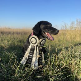 Candy - Labrador Retriever