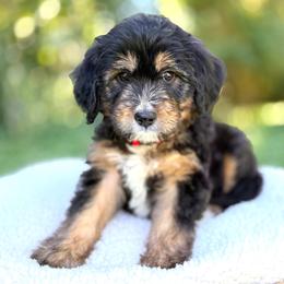 Summit - Tri-color male Bernedoodle puppy in Highland, Utah from Angel Pups Deluxe