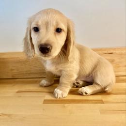 Kringle - Cream male Dachshund puppy in Rockwell, North Carolina from Lucy’s Mini Doxies