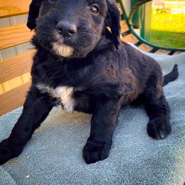 Bernedoodle and Siberian Husky Puppies from Timberline Paws
