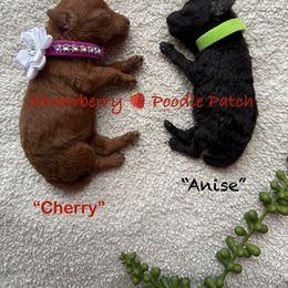 Poodle Puppies from Strawberry Poodle Patch