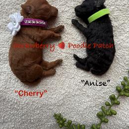 Poodle Puppies from Strawberry Poodle Patch