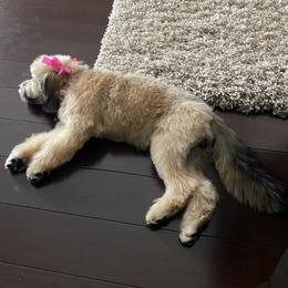 Maltipoo, Yorkipoo, and Yorkshire Terrier All Grown Up from Mandy's Poodle's