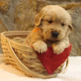Golden Retriever Puppies from Double Down Retrievers