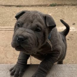 Prince - Blue dilute male Chinese Shar-Pei puppy in Auburn, Kansas from Justin's Chinese Shar-Pei