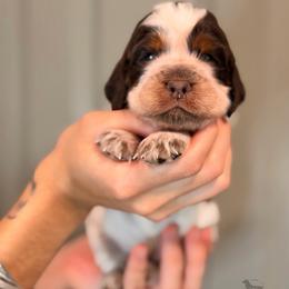 Georgie - Tri-Roan female English Springer Spaniel puppy in Brownsville, Texas from South Texas Springers